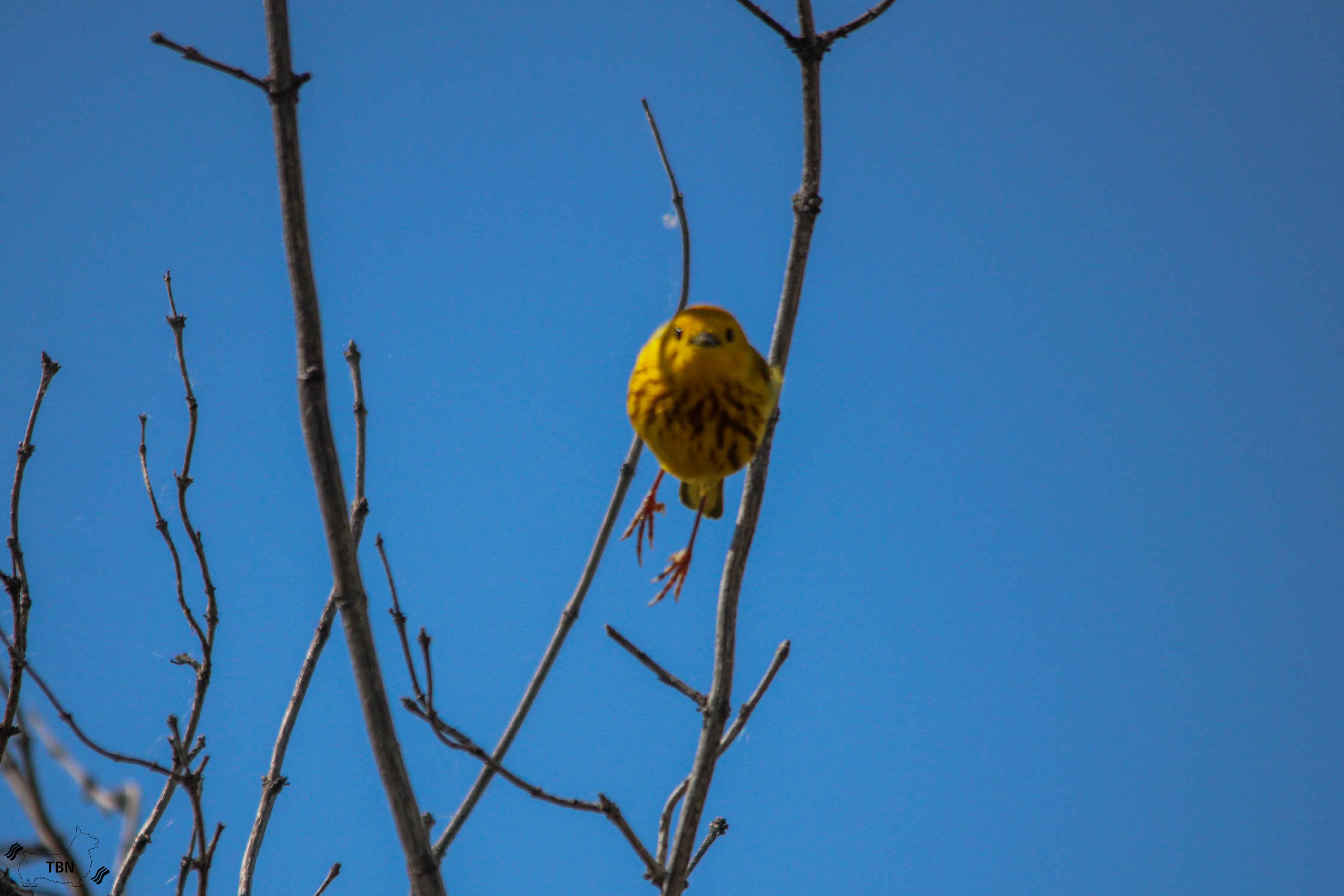 Yellow Warbler